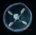 Hydrozoa (hydroids)