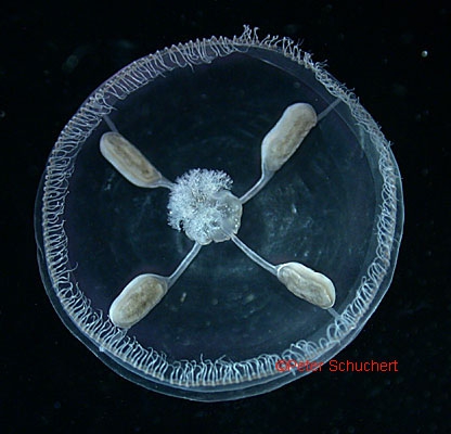 Tiaropsis multicirrata Tiaropsis multicirrata