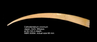 Calliodentalium crocinum