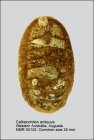 Callistochiton antiquus