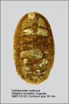 Callistoplacidae