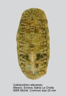 Callistochiton elenensis