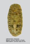 Callistoplacidae