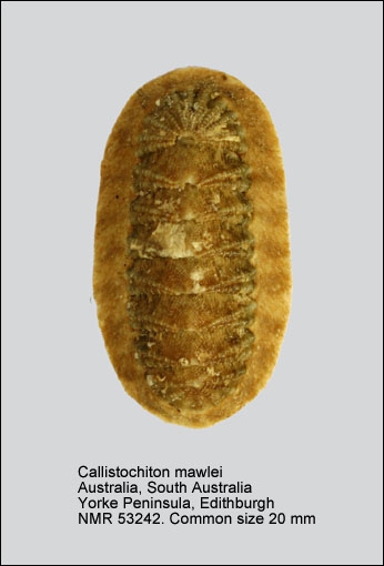 Callistochiton mawlei
