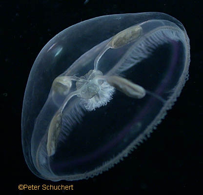 Tiaropsis multicirrata Tiaropsis multicirrata