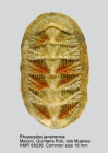 Rhyssoplax janeirensis