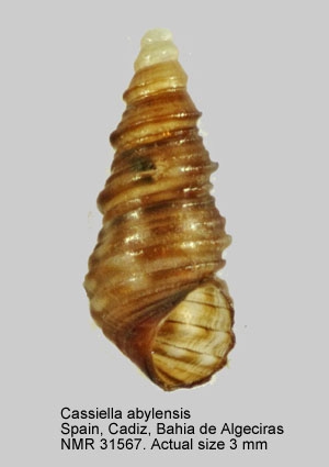 Cassiella abylensis