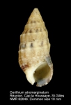 Cerithium atromarginatum