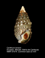 Cerithium browni