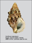 Cerithium caeruleum