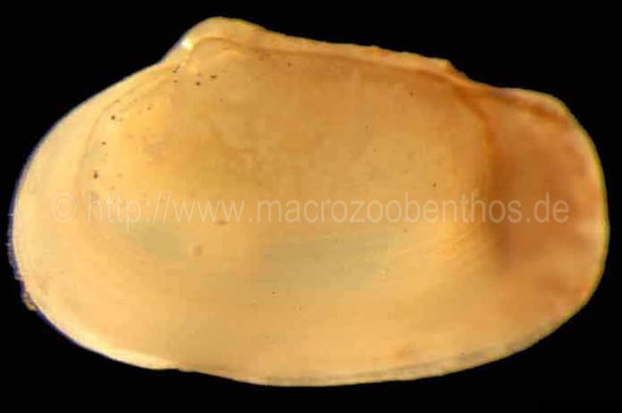 Hiatella rugosa Hiatella rugosa