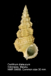 Cerithium dialeucum