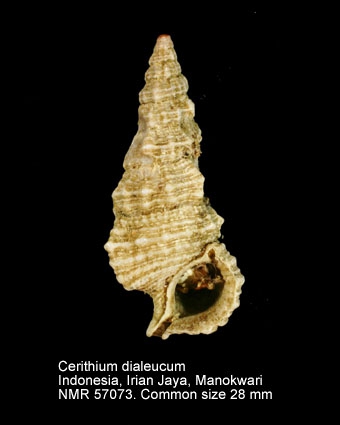 Cerithium dialeucum