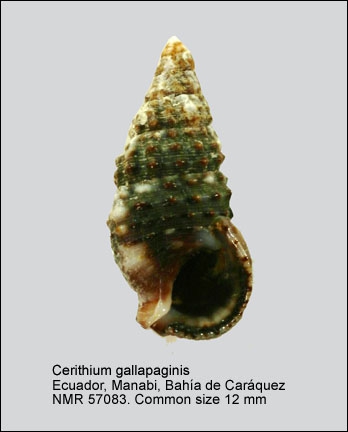 Cerithium gallapaginis