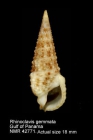 Rhinoclavis gemmata