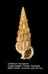 Cerithium muscarum