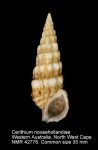 Cerithium novaehollandiae