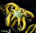 Echinodermata (echinoderms)