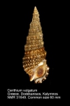 Cerithiidae