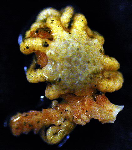 Astrochlamys sol Astrochlamys sol