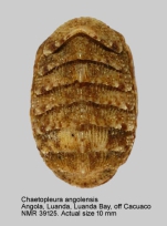 Chaetopleura angolensis