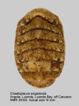 Chaetopleuridae
