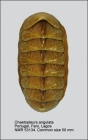 Chaetopleura angulata