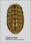 Chaetopleura (Chaetopleura) angulata