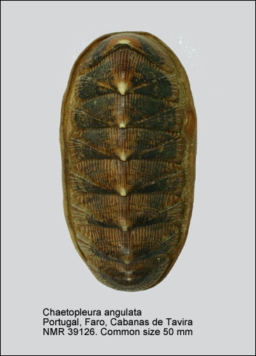 Chaetopleura (Chaetopleura) angulata
