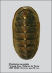 Chaetopleuridae