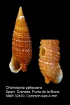 Cheirodonta pallescens