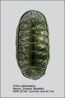 Chiton albolineatus