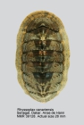 Rhyssoplax canariensis