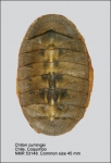 Chitonidae