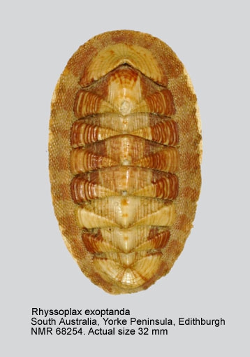 Rhyssoplax exoptanda