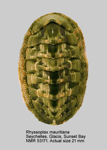 Rhyssoplax mauritiana