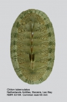 Chiton tuberculatus