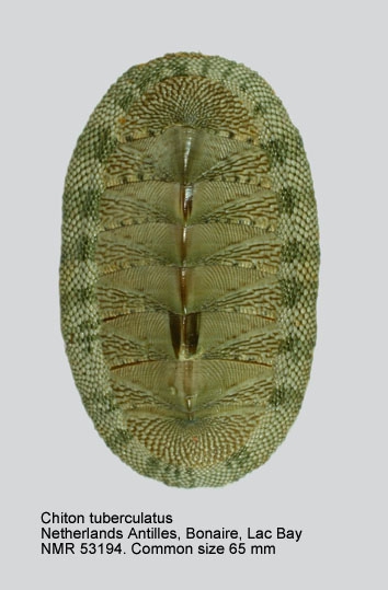Chiton tuberculatus