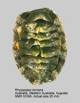 Rhyssoplax torriana