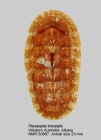 Rhyssoplax tricostalis