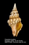 Clavatulidae