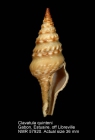 Clavatula quinteni