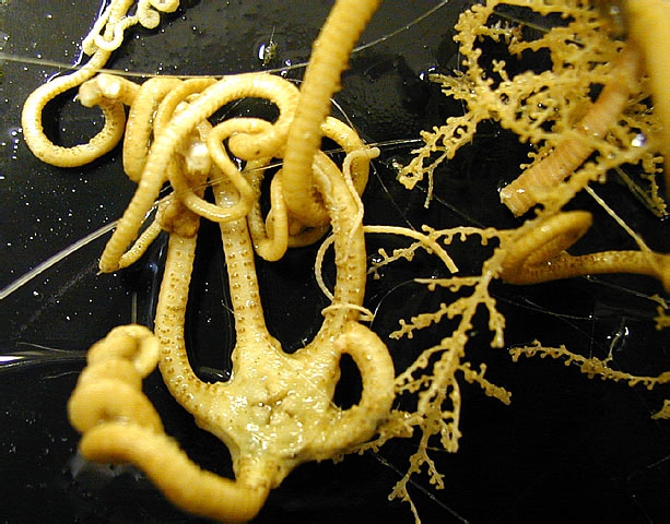 Astrotoma agassizi 1 Astrotoma agassizi 1