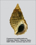 Clypeomorus batillariaeformis