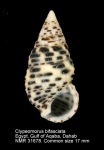 Clypeomorus bifasciatus