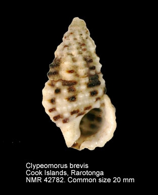 Clypeomorus brevis
