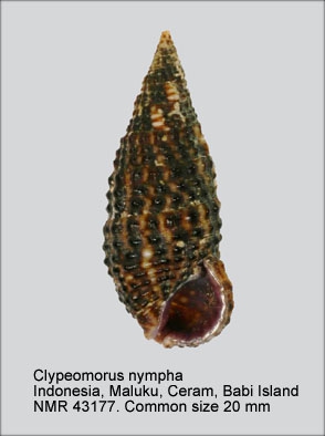 Clypeomorus nympha