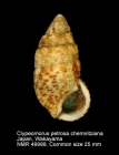 Clypeomorus petrosa chemnitziana