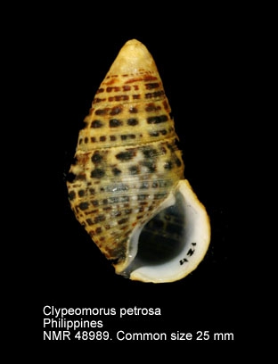 Clypeomorus petrosa
