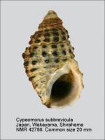 Clypeomorus subbrevicula